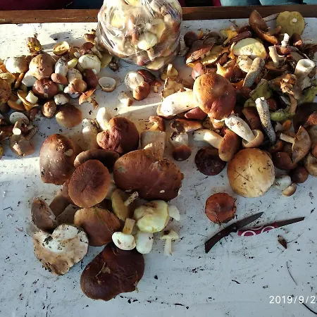 Paula Dom wakacyjny Pluski