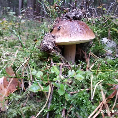 Dom wakacyjny Paula *